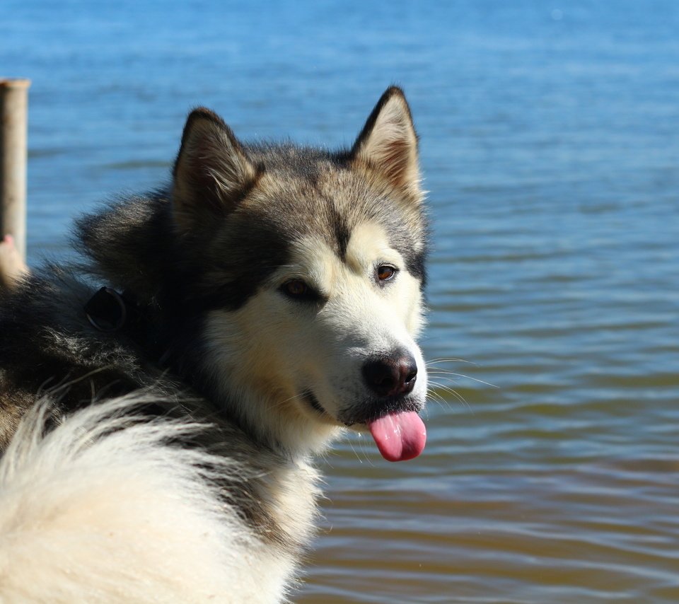 Обои животные, собака, язык, маламут, маломут, animals, dog, language, malamute, malamut разрешение 1920x1280 Загрузить