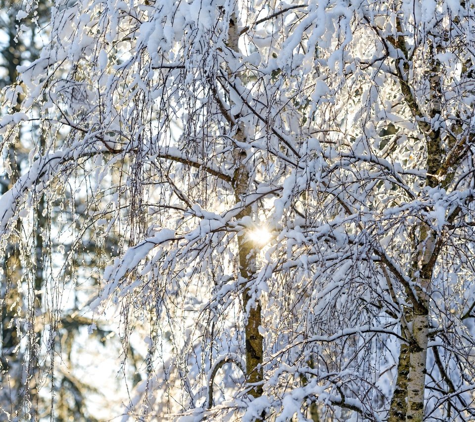 Обои свет, деревья, солнце, снег, зима, ветки, березы, light, trees, the sun, snow, winter, branches, birch разрешение 2600x1735 Загрузить