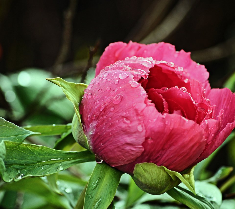 Обои капли, бутон, розовый, пион, после дождя, drops, bud, pink, peony, after the rain разрешение 2048x1363 Загрузить