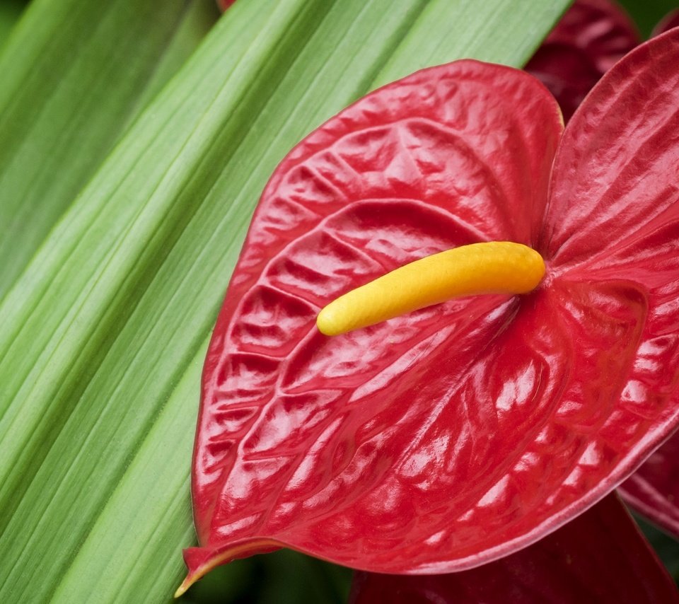 Обои макро, цветок, фламинго, красный, антуриум, macro, flower, flamingo, red, anthurium разрешение 2048x1355 Загрузить