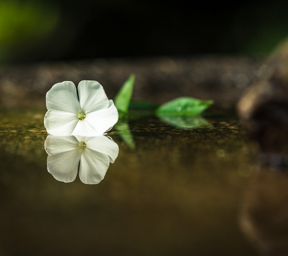 Обои вода, отражение, цветок, лепестки, белые, water, reflection, flower, petals, white разрешение 2048x1365 Загрузить