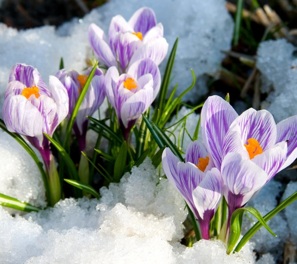 Обои снег, весна, крокусы, snow, spring, crocuses разрешение 1920x1233 Загрузить