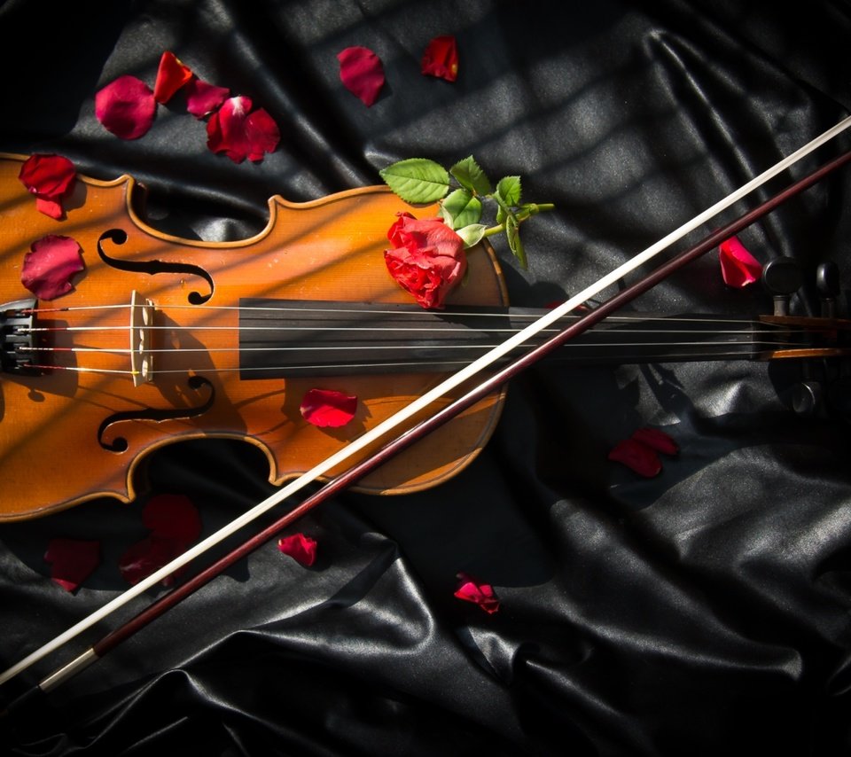 Обои розы, скрипка, смычок, roses, violin, bow разрешение 1980x1280 Загрузить