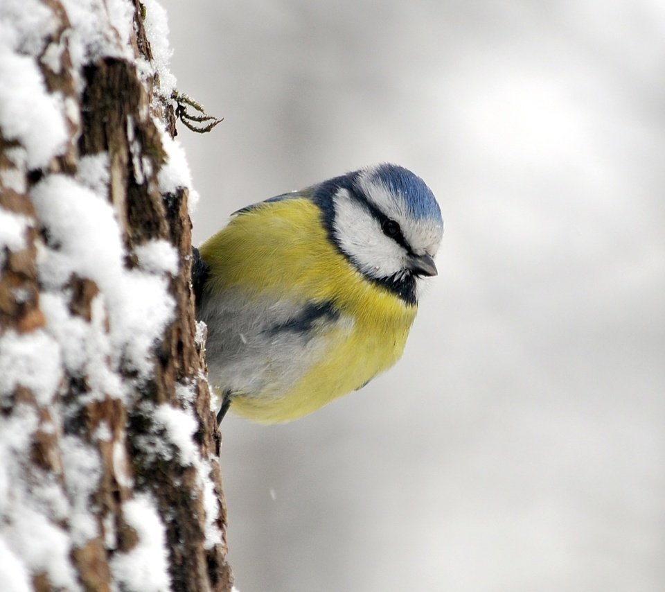 Обои птица, синица, лазоревка, bird, tit, blue tit разрешение 1920x1272 Загрузить