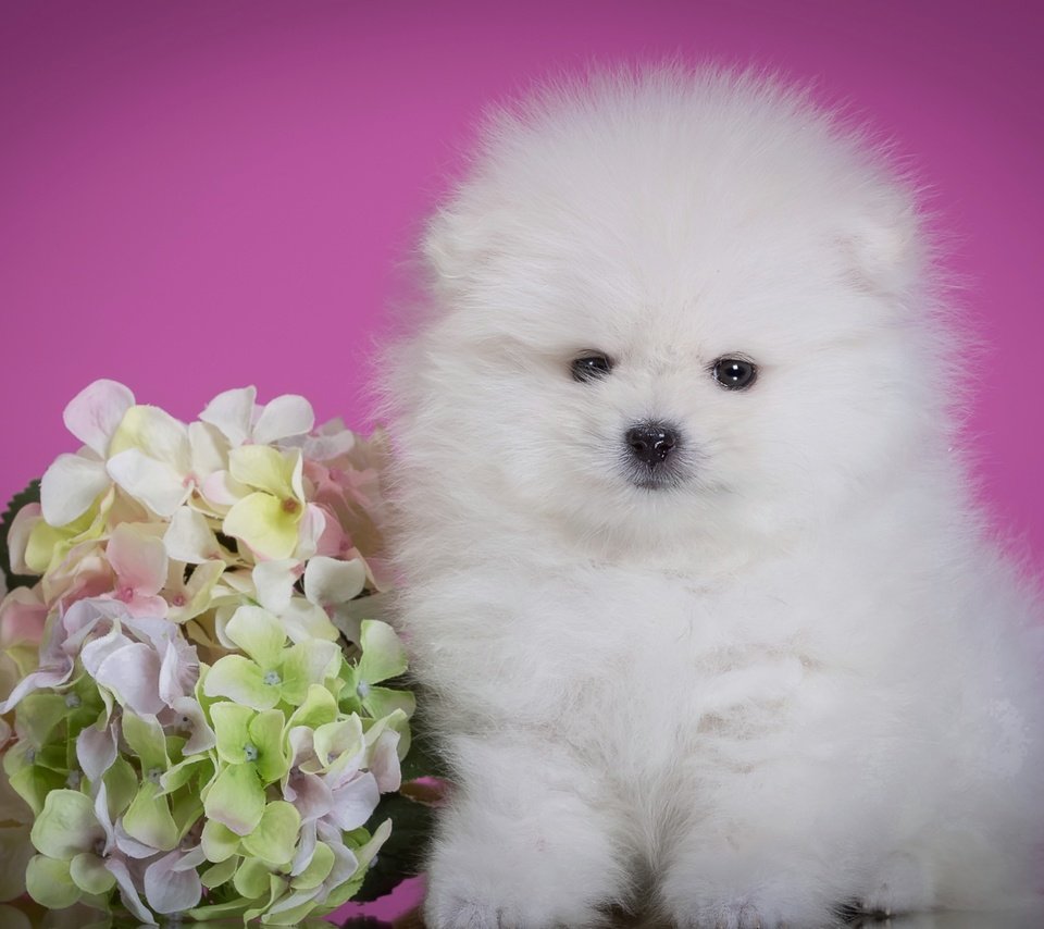 Обои цветок, пушистый, белый, щенок, милый, гортензия, шпиц, flower, fluffy, white, puppy, cute, hydrangea, spitz разрешение 2400x1575 Загрузить