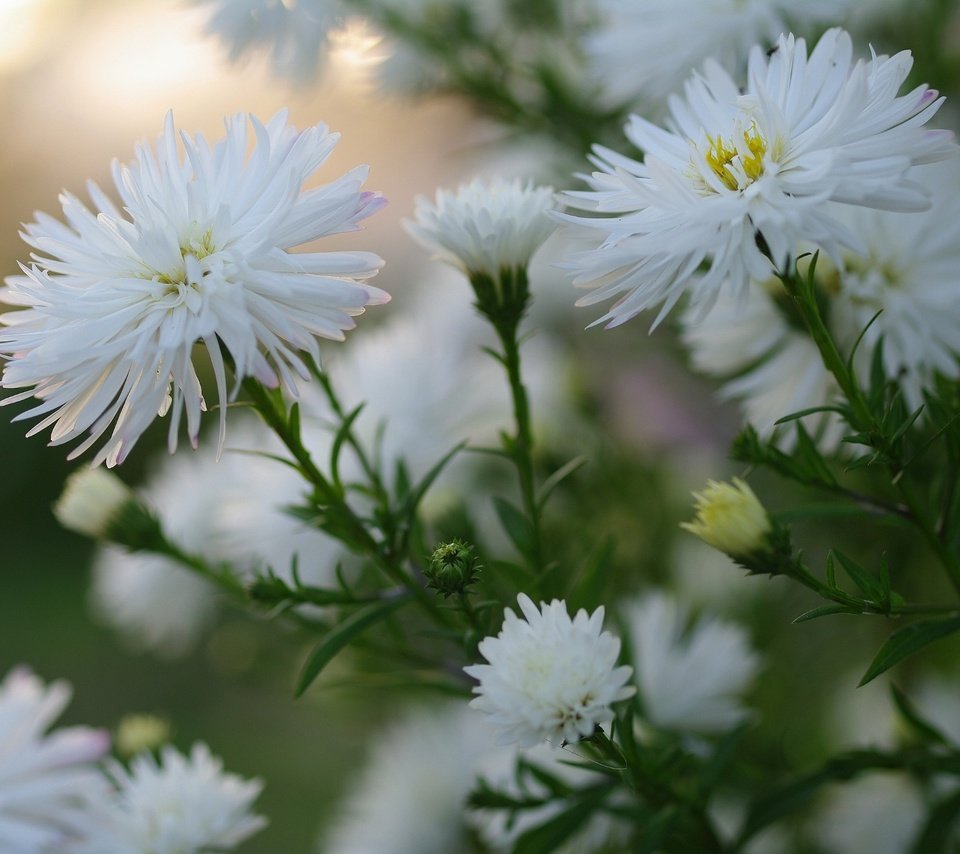 Обои цветы, макро, белые, астры, flowers, macro, white, asters разрешение 2232x1484 Загрузить