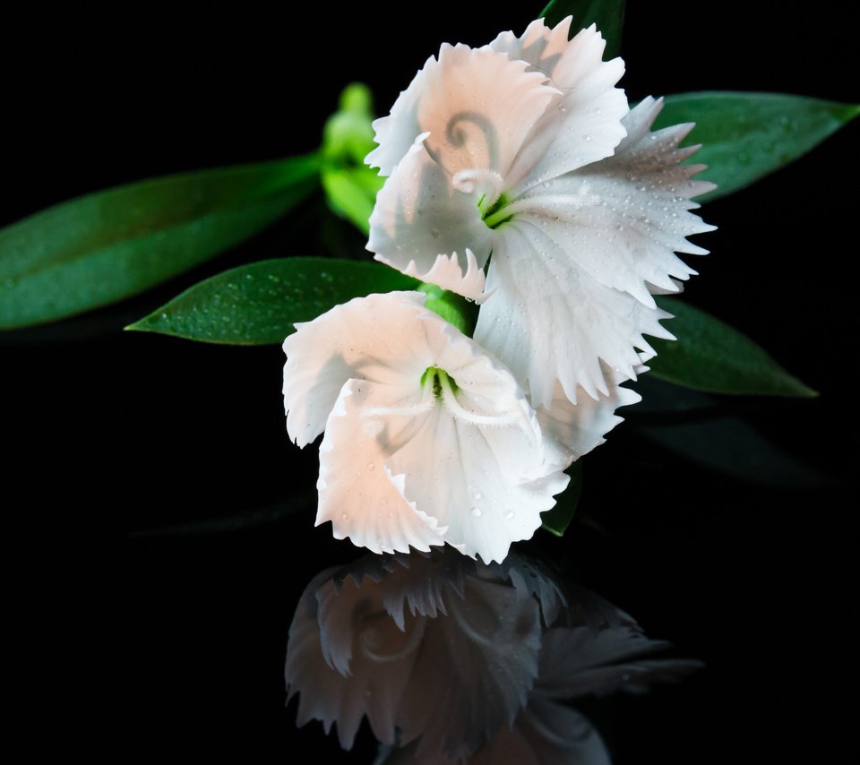 Обои цветы, макро, капли, белые, белая,  цветы, flowers, macro, drops, white разрешение 3500x2333 Загрузить