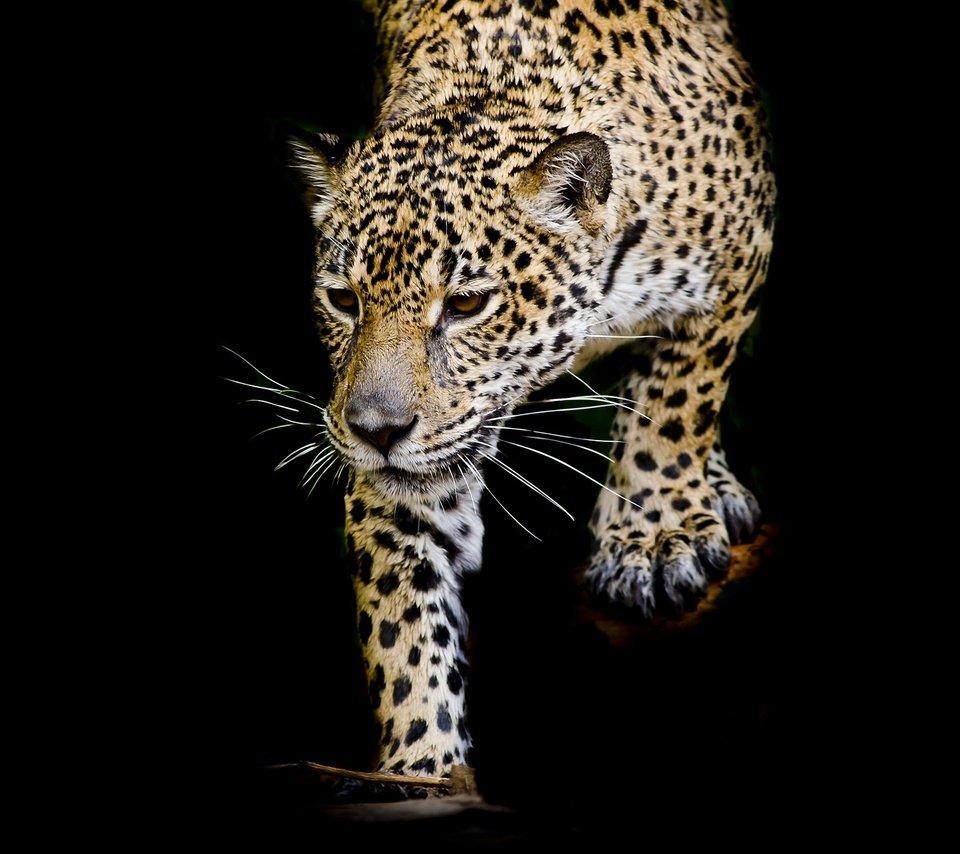Обои кошка, леопард, хищник, черный фон, cat, leopard, predator, black background разрешение 1920x1279 Загрузить