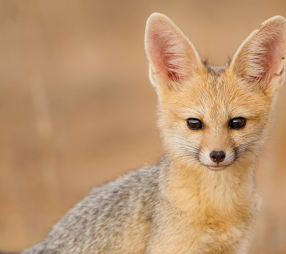 Обои взгляд, фенек, fennec fox, южноафриканская лисица, look, fenech, south african fox разрешение 1920x1080 Загрузить