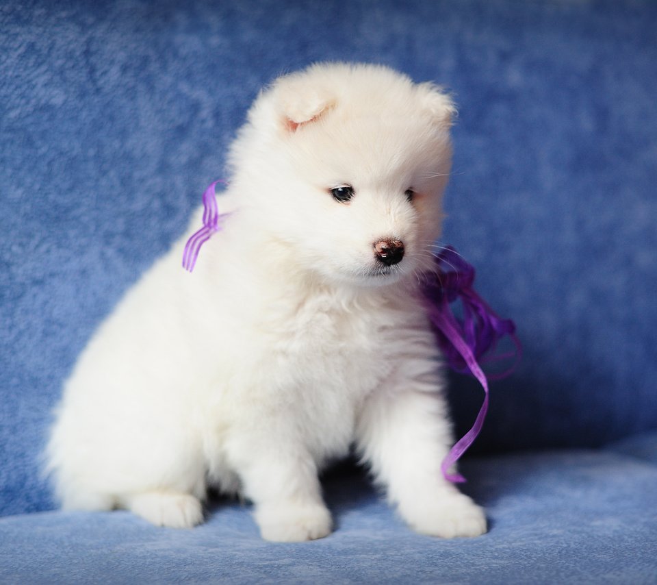 Обои собака, щенок, самоед, dog, puppy, samoyed разрешение 4256x2832 Загрузить