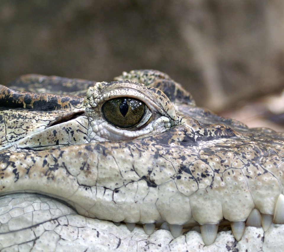 Обои крокодил, рептилия, чешуйки, пресмыкающееся, аллигатор, crocodile, reptile, scales, alligator разрешение 2866x1725 Загрузить