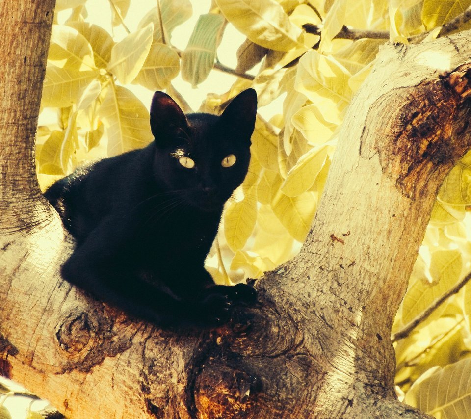 Обои глаза, дерево, листья, кот, кошка, черный, eyes, tree, leaves, cat, black разрешение 4320x2880 Загрузить