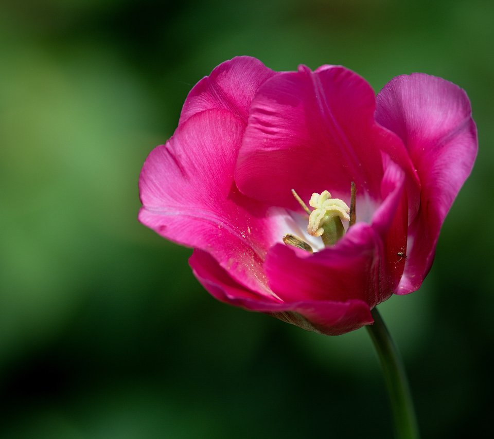 Обои макро, фон, бутон, тюльпан, macro, background, bud, tulip разрешение 3200x2400 Загрузить