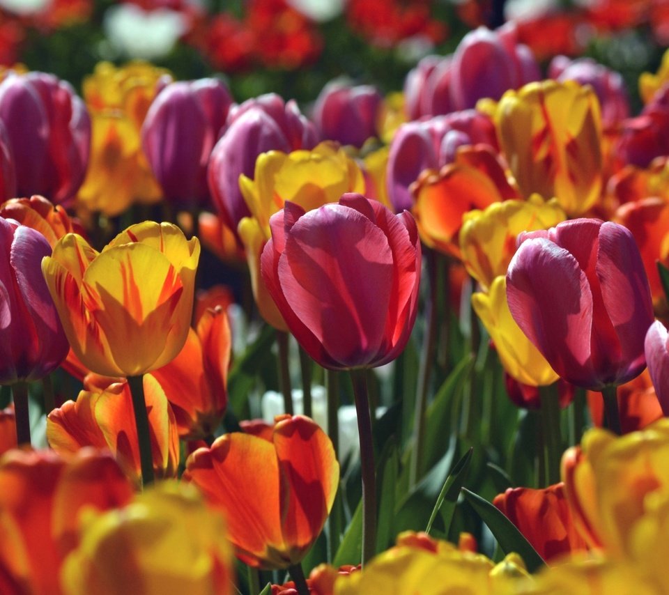 Обои макро, лепестки, тюльпаны, macro, petals, tulips разрешение 1920x1275 Загрузить