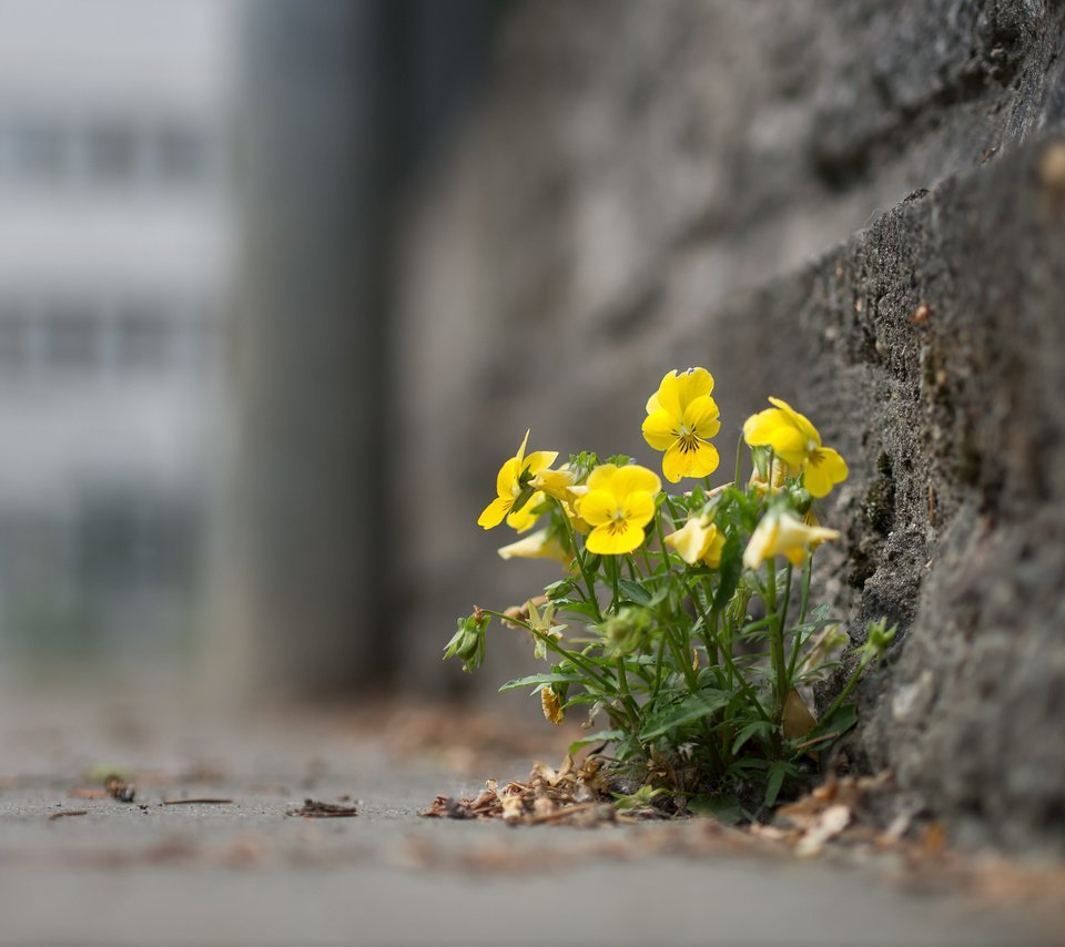 Обои цветы, город, улица, анютины глазки, flowers, the city, street, pansy разрешение 1920x1442 Загрузить