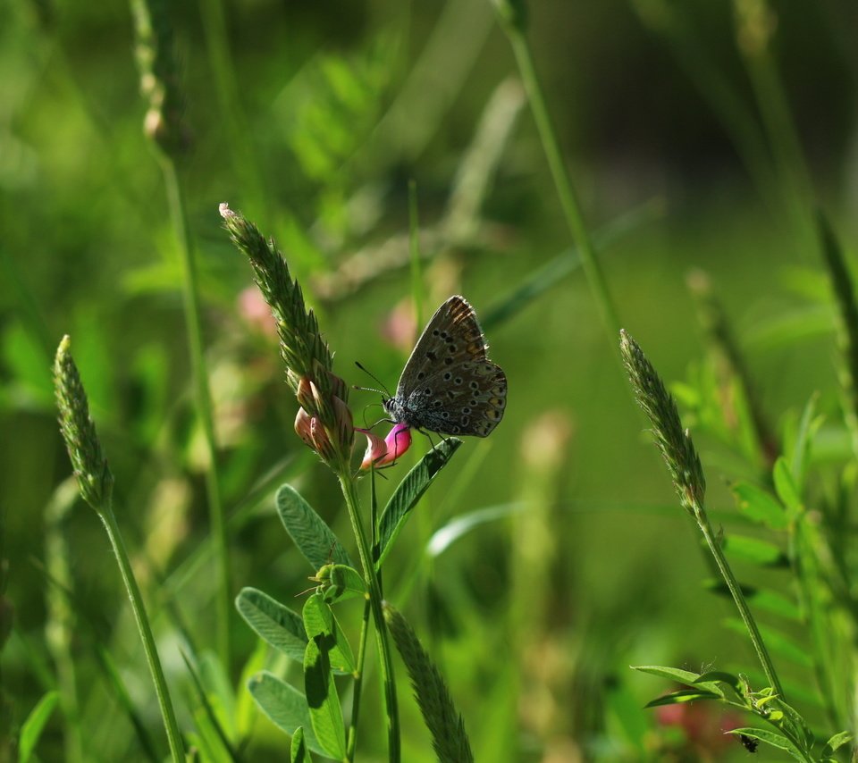 Обои цветы, трава, насекомое, бабочка, flowers, grass, insect, butterfly разрешение 1920x1280 Загрузить