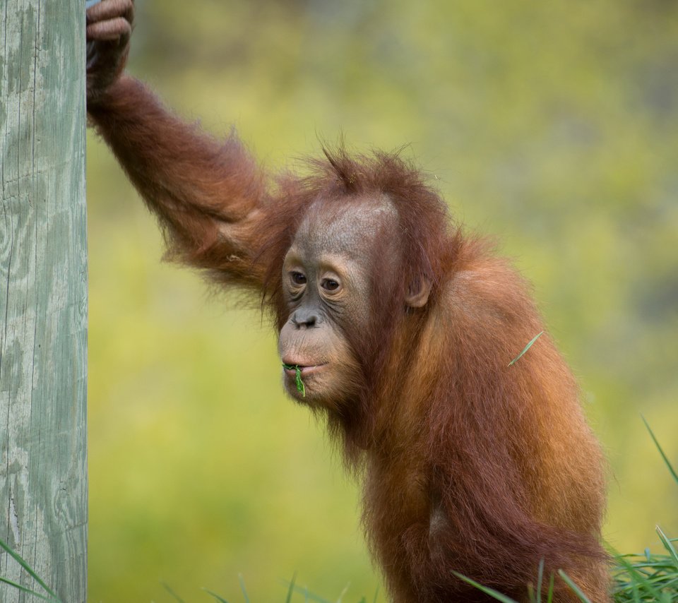 Обои обезьяна, детеныш, орангутан, суматранский орангутан, monkey, cub, orangutan, sumatran orangutan разрешение 2048x1365 Загрузить