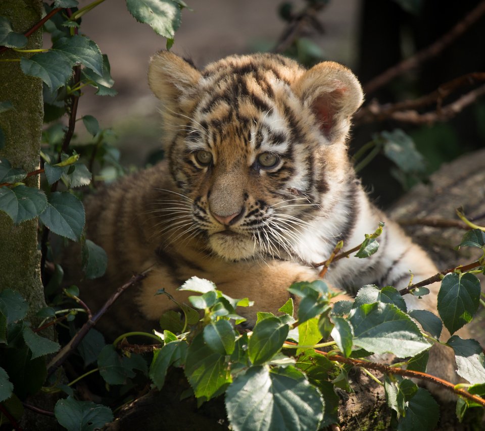 Обои тигр, кошка, тигренок, детеныш, амурский тигр, tiger, cat, cub, the amur tiger разрешение 5184x3456 Загрузить