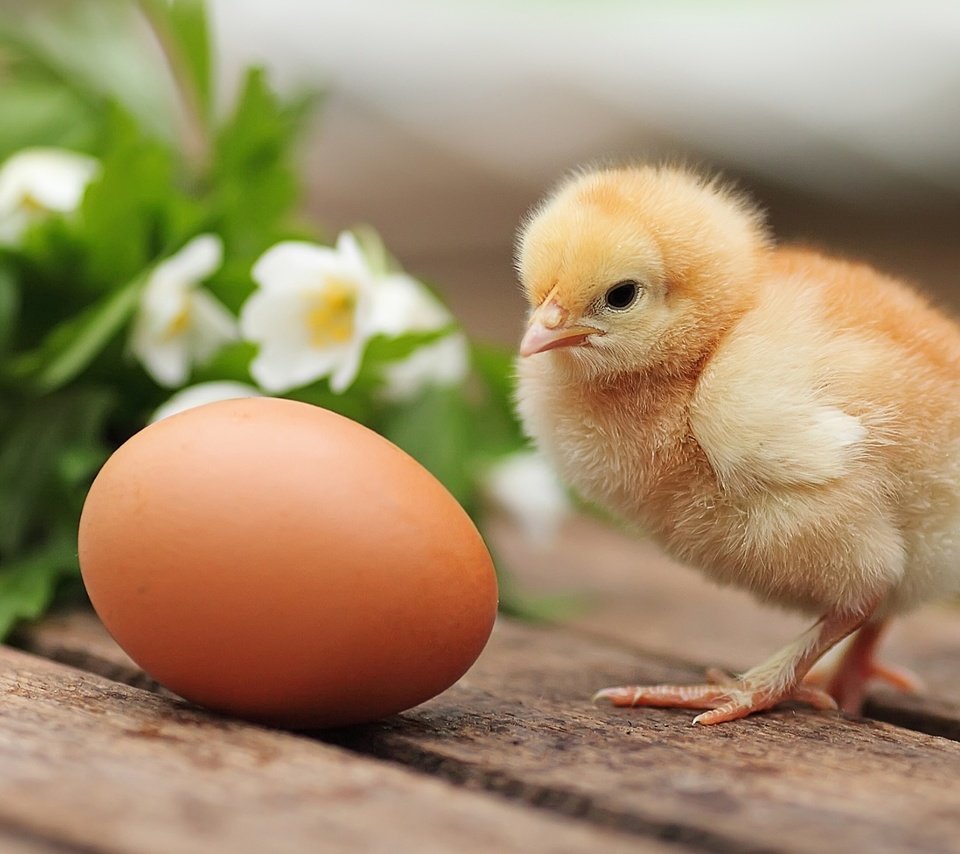 Обои цветы, птенец, птица, цыплёнок, яйцо, курица, flowers, chick, bird, chicken, egg разрешение 1920x1303 Загрузить