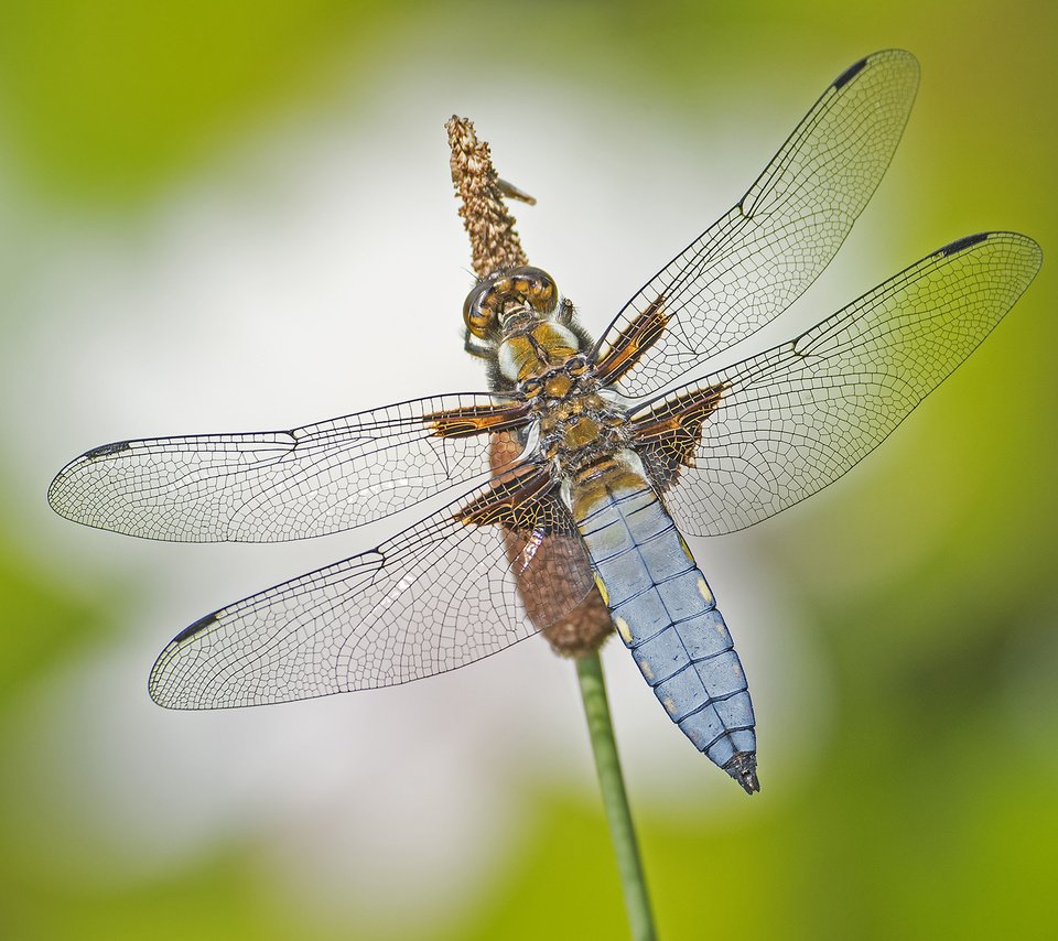 Обои макро, насекомое, крылья, стрекоза, macro, insect, wings, dragonfly разрешение 2048x1365 Загрузить