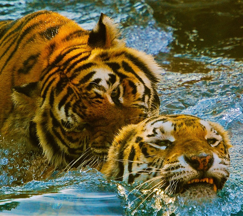 Обои тигр, вода, игра, пара, зоопарк, tiger, water, the game, pair, zoo разрешение 2651x1200 Загрузить