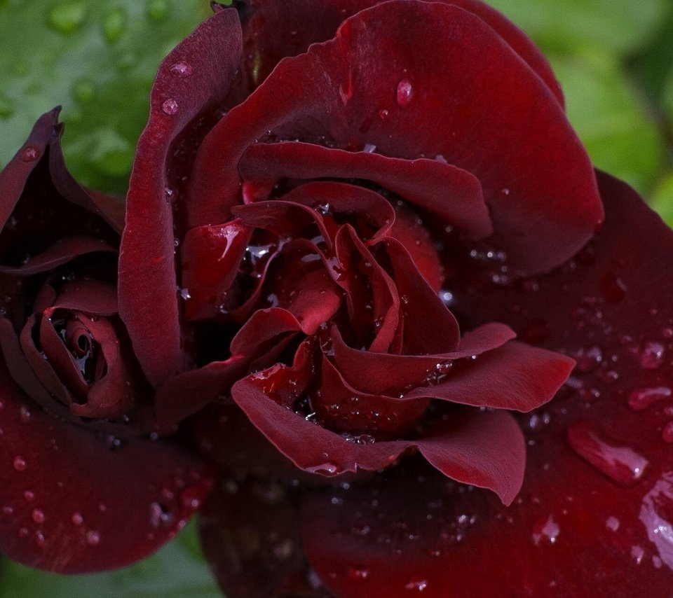 Обои цветок, капли, роза, бордовая, flower, drops, rose, burgundy разрешение 1920x1200 Загрузить