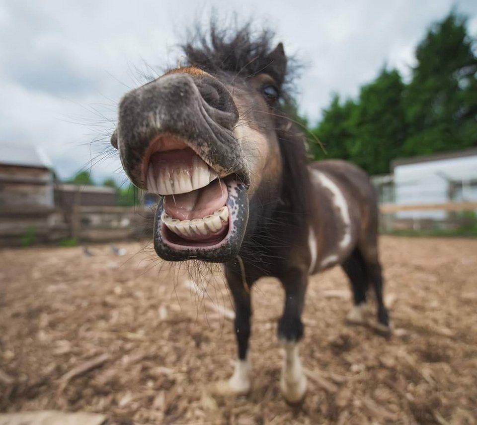 Обои морда, лошадь, портрет, животное, пони, конь, ракурс, shetland, face, horse, portrait, animal, pony, view разрешение 1920x1283 Загрузить