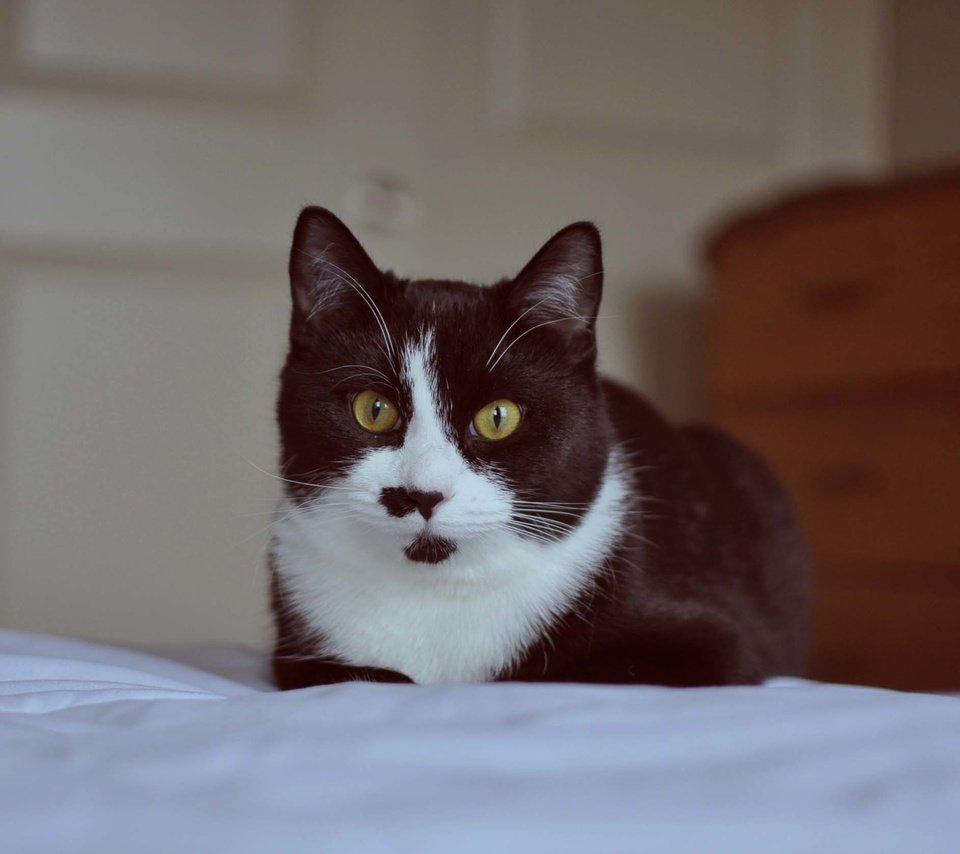 Обои глаза, кот, усы, кошка, чёрно-белый, eyes, cat, mustache, black and white разрешение 2270x1675 Загрузить