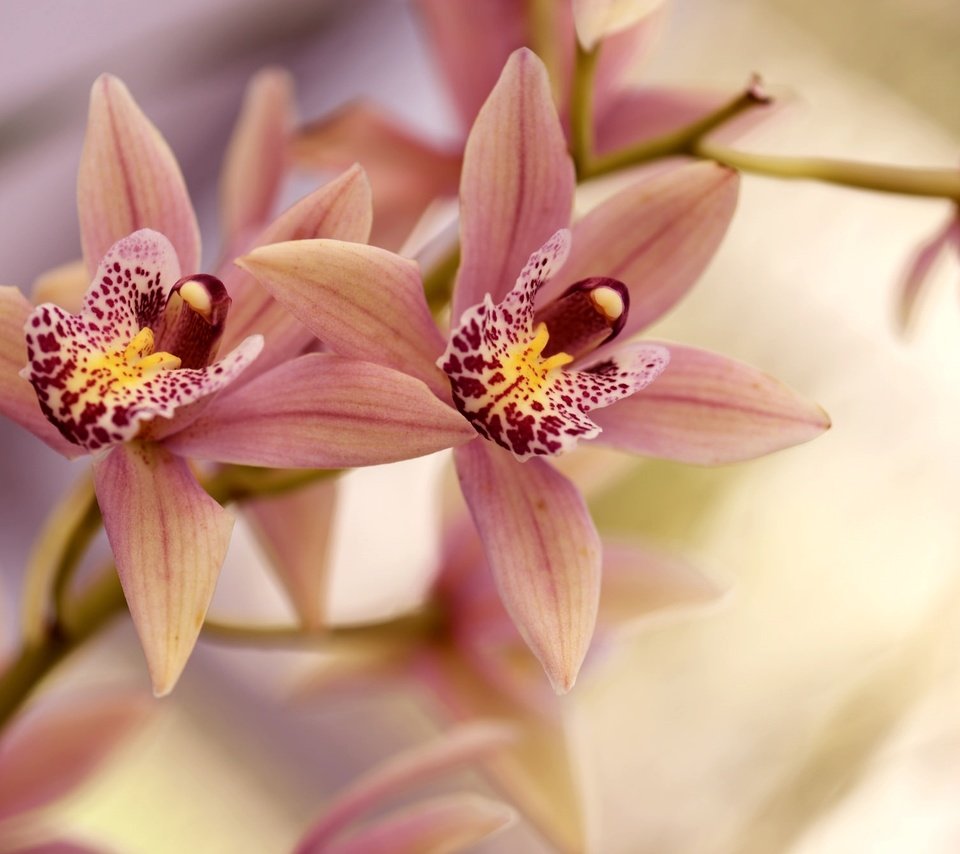 Обои ветка, лепестки, орхидея, branch, petals, orchid разрешение 2048x1334 Загрузить