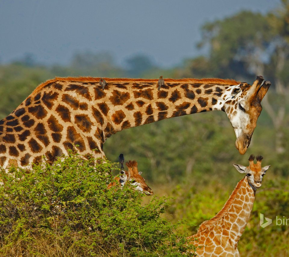 Обои африка, семья, жираф, africa, family, giraffe разрешение 1920x1200 Загрузить