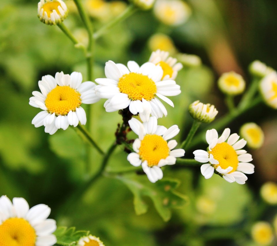 Обои цветы, зелень, лето, ромашки, flowers, greens, summer, chamomile разрешение 4272x2848 Загрузить