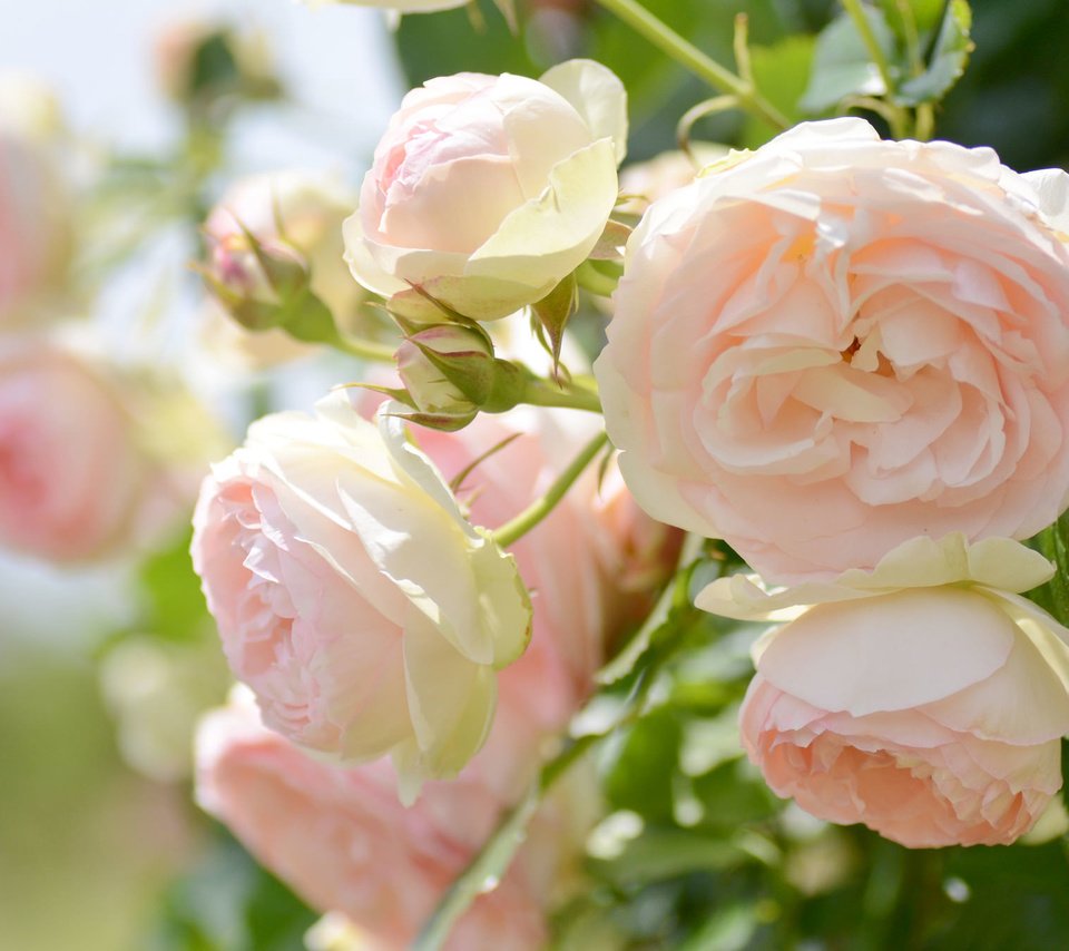 Обои макро, розы, нежность, macro, roses, tenderness разрешение 2048x1356 Загрузить