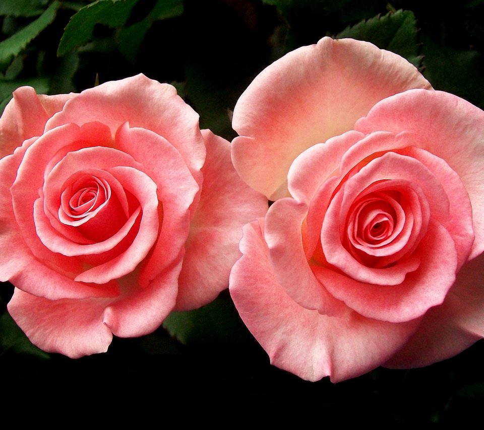 Обои розы, пара, розовые, roses, pair, pink разрешение 2048x1426 Загрузить