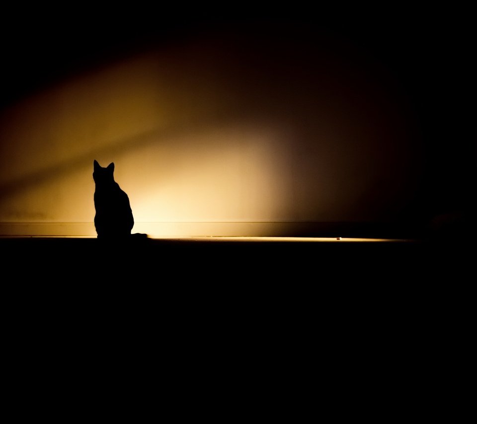 Обои свет, кошка, тень, комната, light, cat, shadow, room разрешение 2048x1365 Загрузить