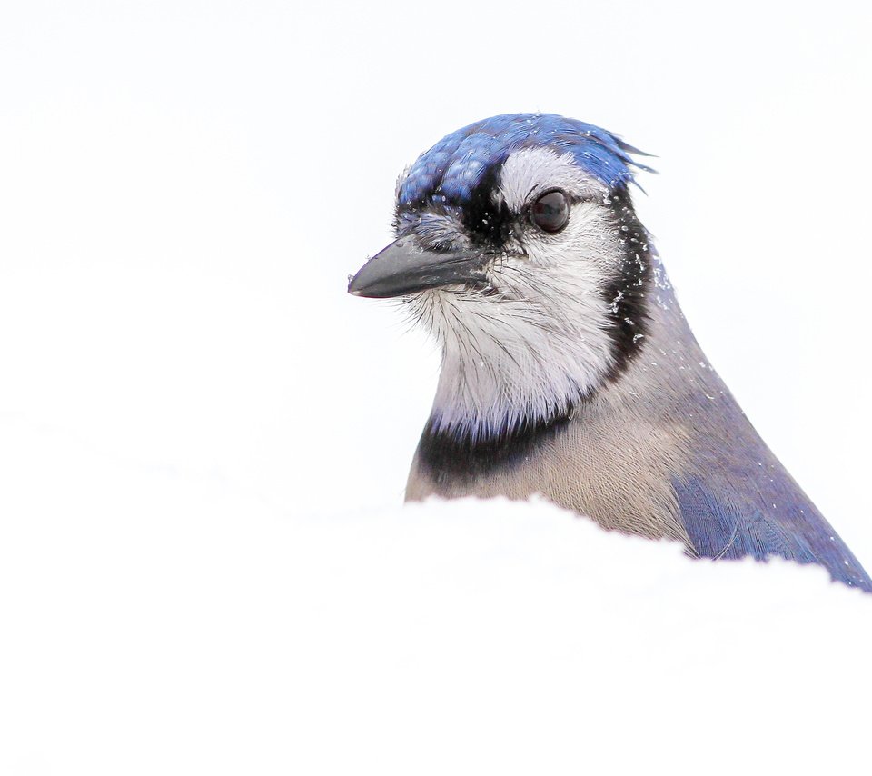 Обои снег, макро, птица, клюв, перья, голубая, сойка, голубая сойка, snow, macro, bird, beak, feathers, blue, jay, blue jay разрешение 3755x2503 Загрузить