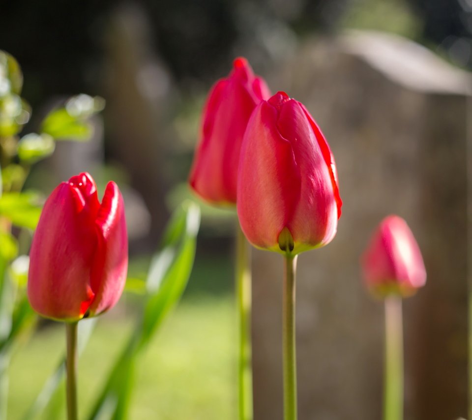 Обои цветы, фон, тюльпаны, flowers, background, tulips разрешение 5340x3560 Загрузить