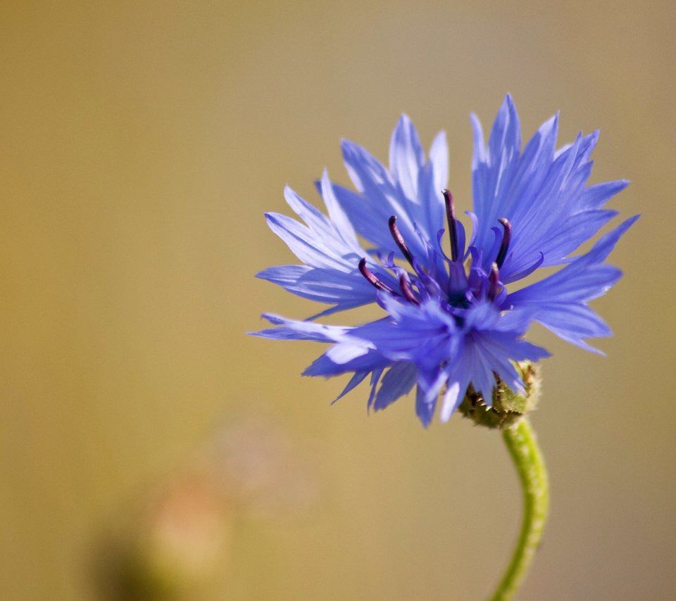 Обои макро, синий, цветок, василек, полевой, macro, blue, flower, cornflower, field разрешение 2039x1161 Загрузить