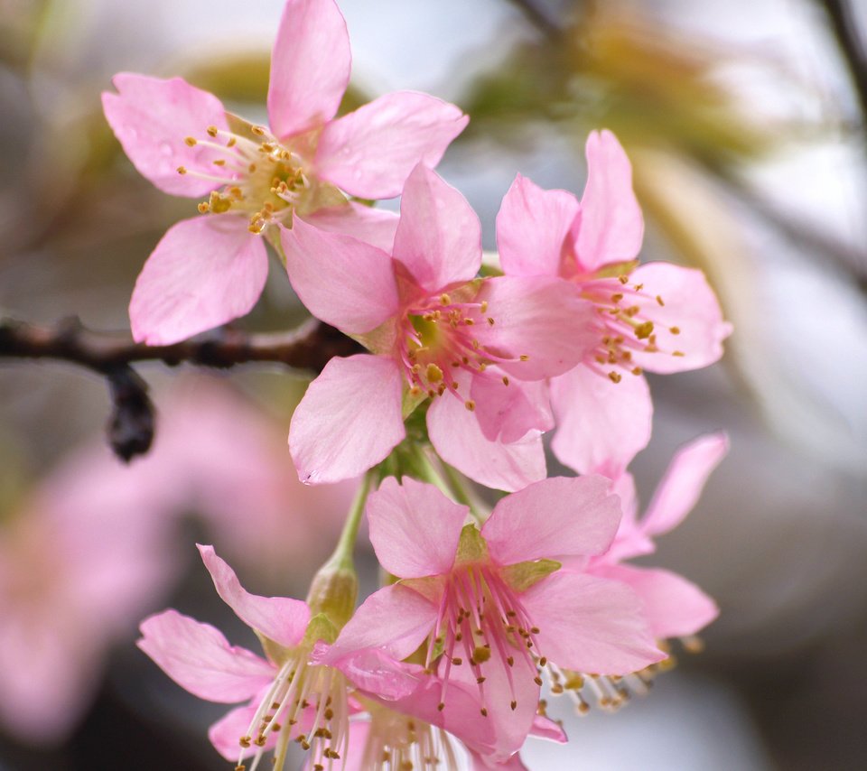 Обои цветение, весна, сакура, blossom, весенние, flowering trees, flowering, spring, sakura разрешение 3264x2262 Загрузить
