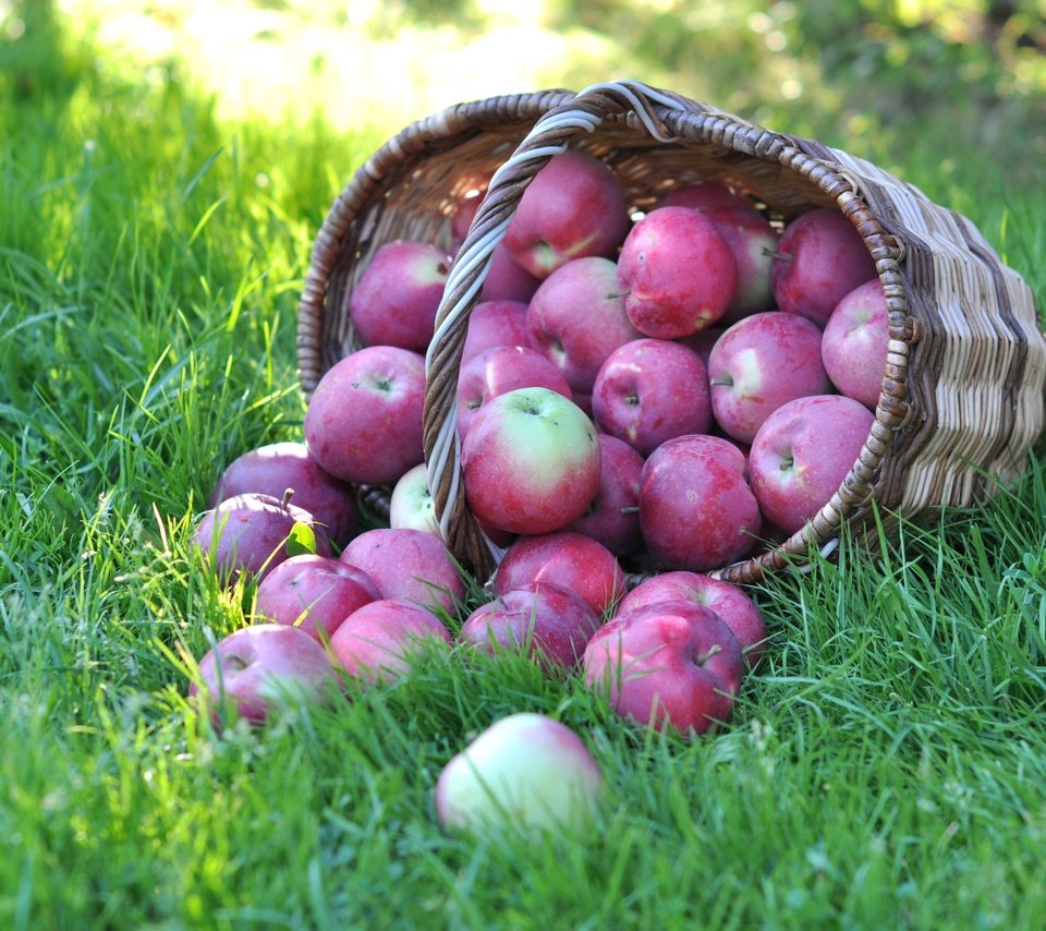 Обои трава, фрукты, яблоки, корзина, grass, fruit, apples, basket разрешение 3000x1918 Загрузить