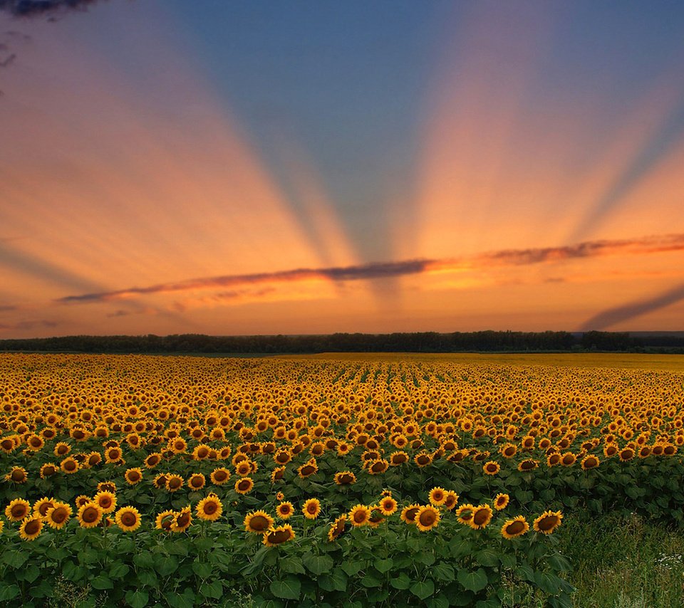 Обои небо, цветы, облака, закат, поле, подсолнух, the sky, flowers, clouds, sunset, field, sunflower разрешение 1920x1200 Загрузить