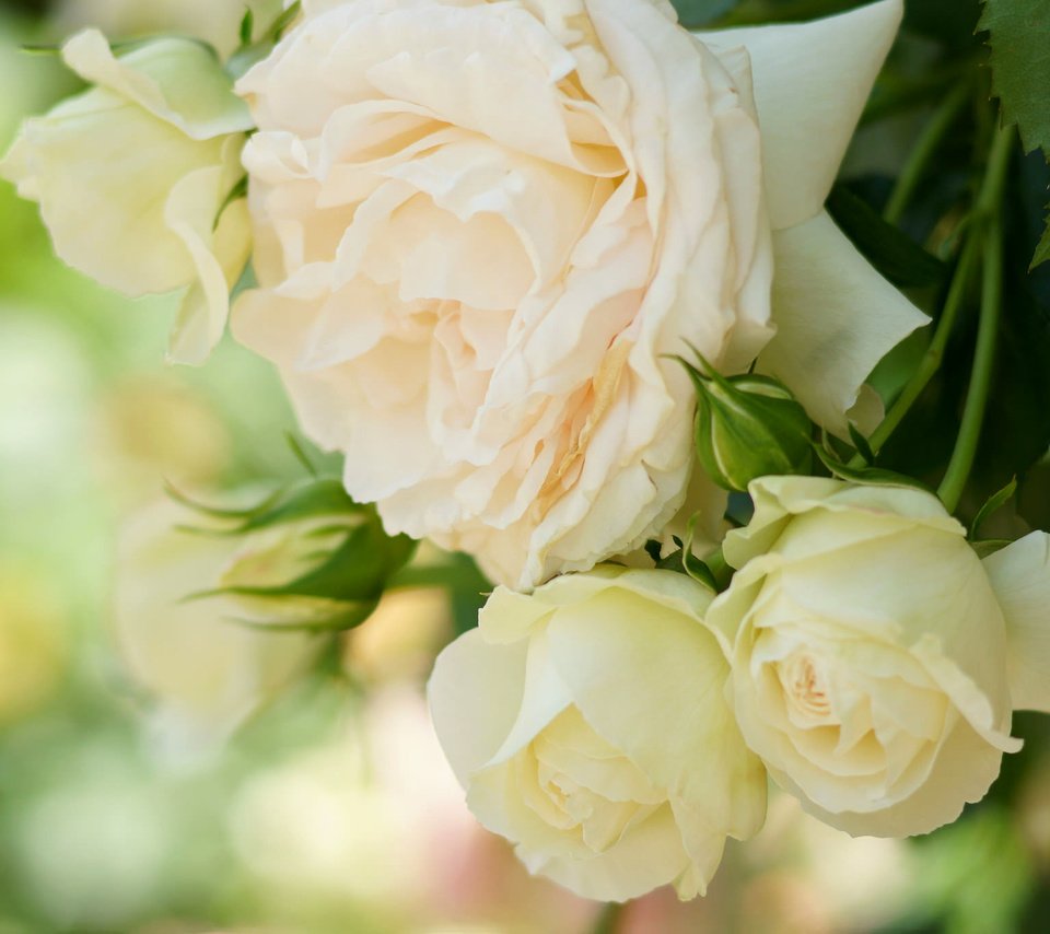 Обои розы, лепестки, нежность, кремовые, roses, petals, tenderness, cream разрешение 2048x1365 Загрузить