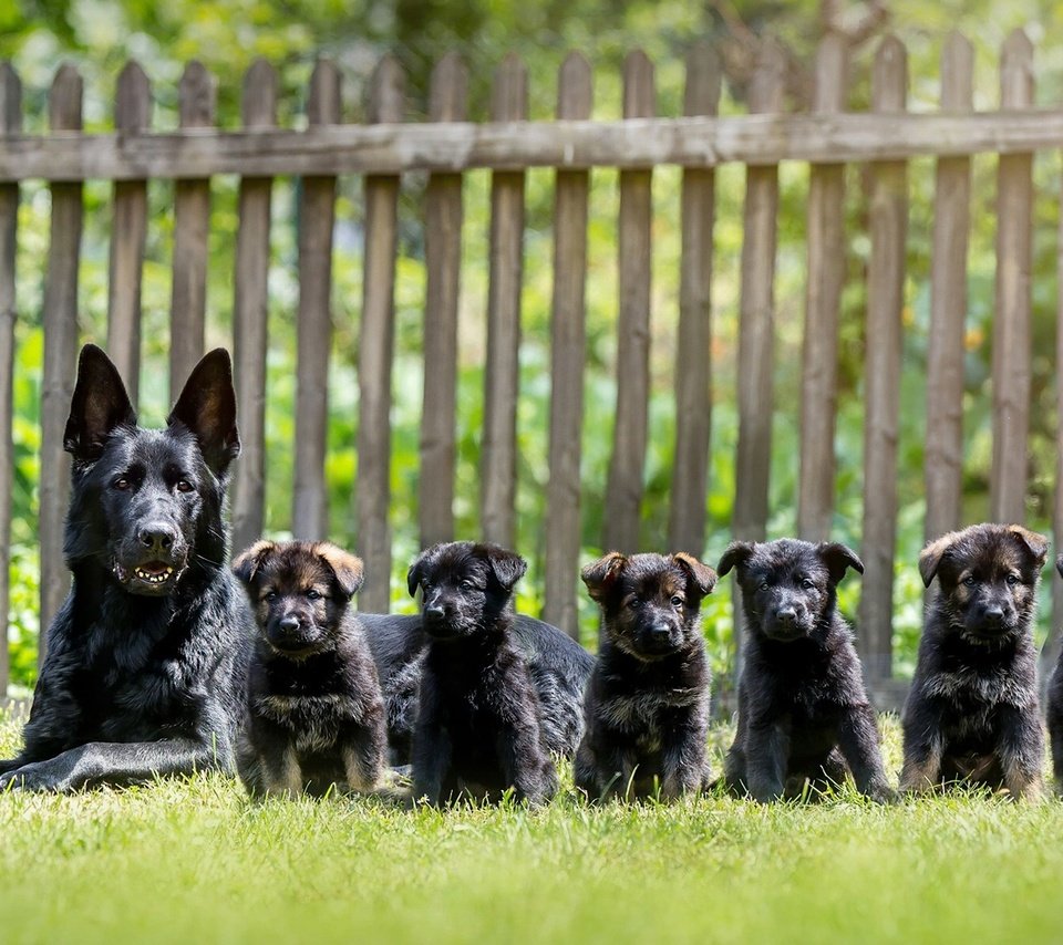Обои собака, щенки, собаки, немецкая овчарка, dog, puppies, dogs, german shepherd разрешение 1920x1200 Загрузить
