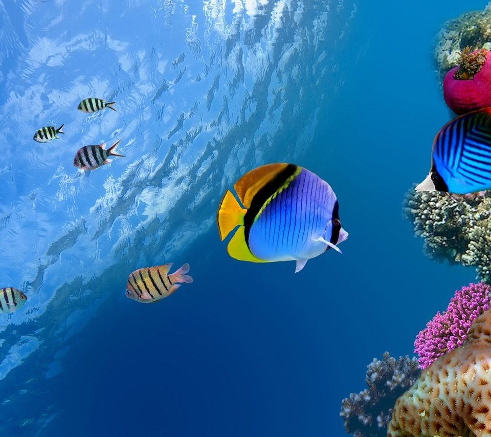 Обои море, рыбки, рыбы, кораллы, риф, подводный мир, коралловый риф, fishs, sea, fish, corals, reef, underwater world, coral reef разрешение 1920x1080 Загрузить