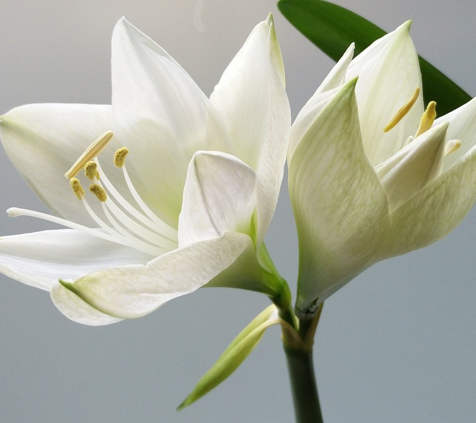 Обои цветы, лепестки, белые, белые цветы, flowers, petals, white, white flowers разрешение 2880x1800 Загрузить