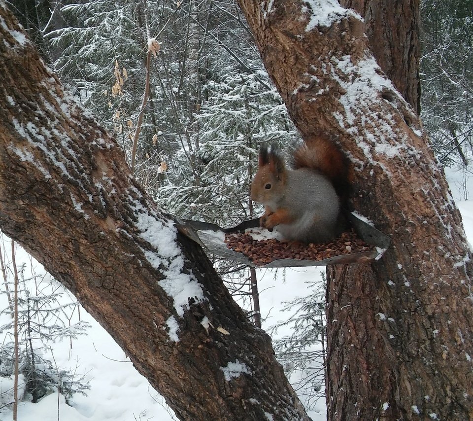 Обои лес, белка, кушает, орешки, белочка, сибирь, кедровые, forest, protein, eats, nuts, squirrel, siberia, cedar разрешение 2560x1600 Загрузить