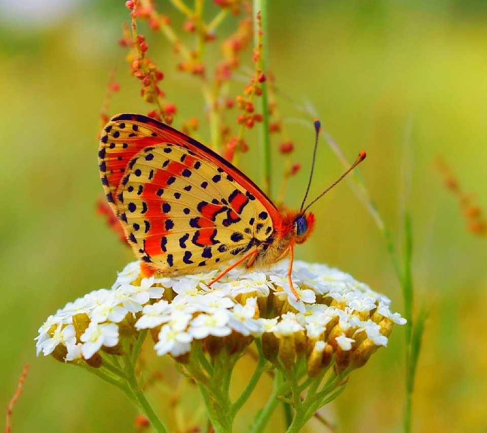 Обои бабочка, цветочки, боке,  цветы, butterfly, flowers, bokeh разрешение 3000x1841 Загрузить