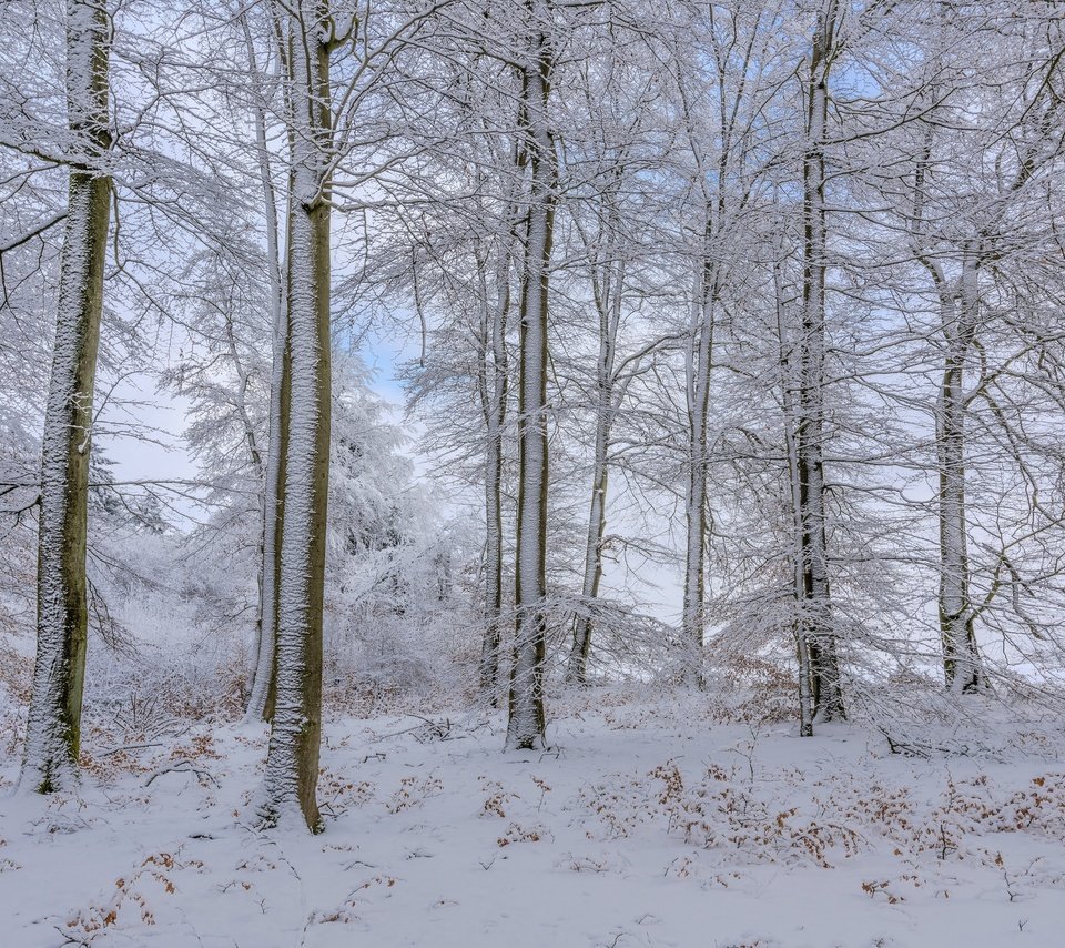 Обои деревья, снег, лес, зима, trees, snow, forest, winter разрешение 2048x1365 Загрузить