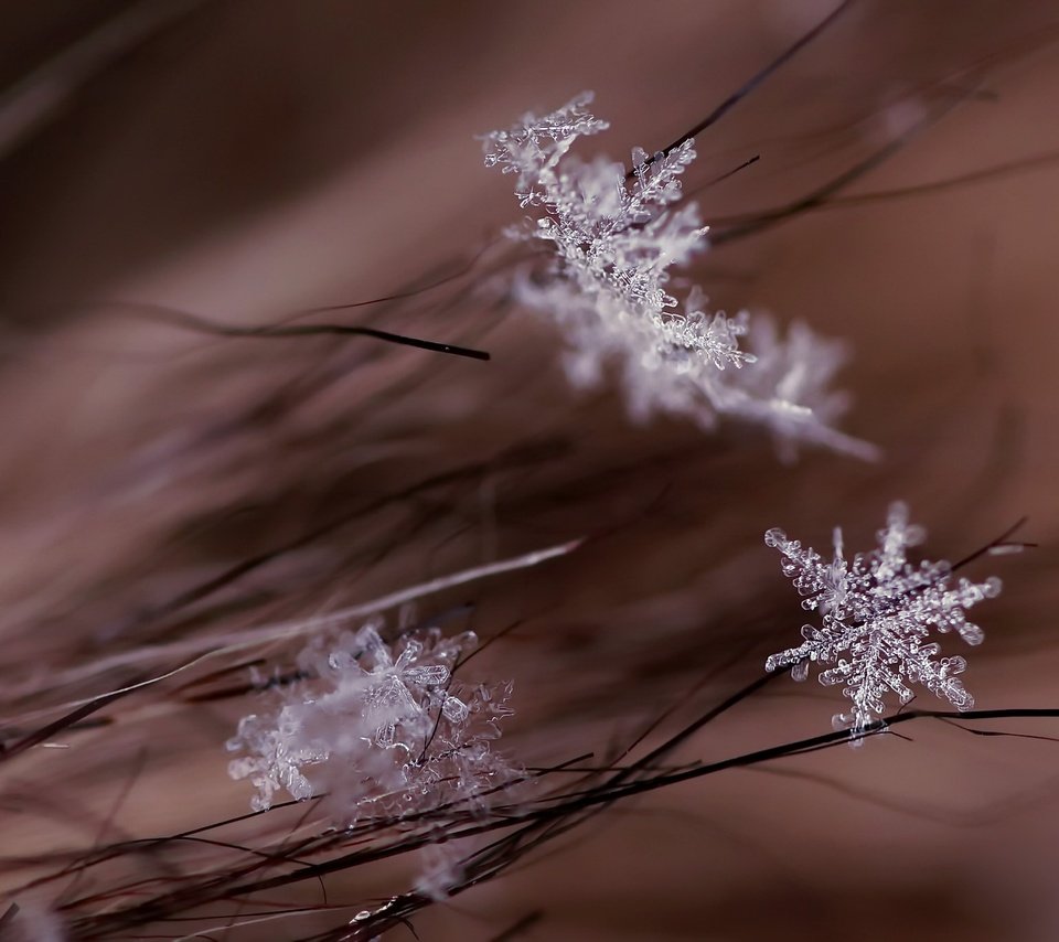 Обои макро, снежинки, фон, macro, snowflakes, background разрешение 2048x1361 Загрузить