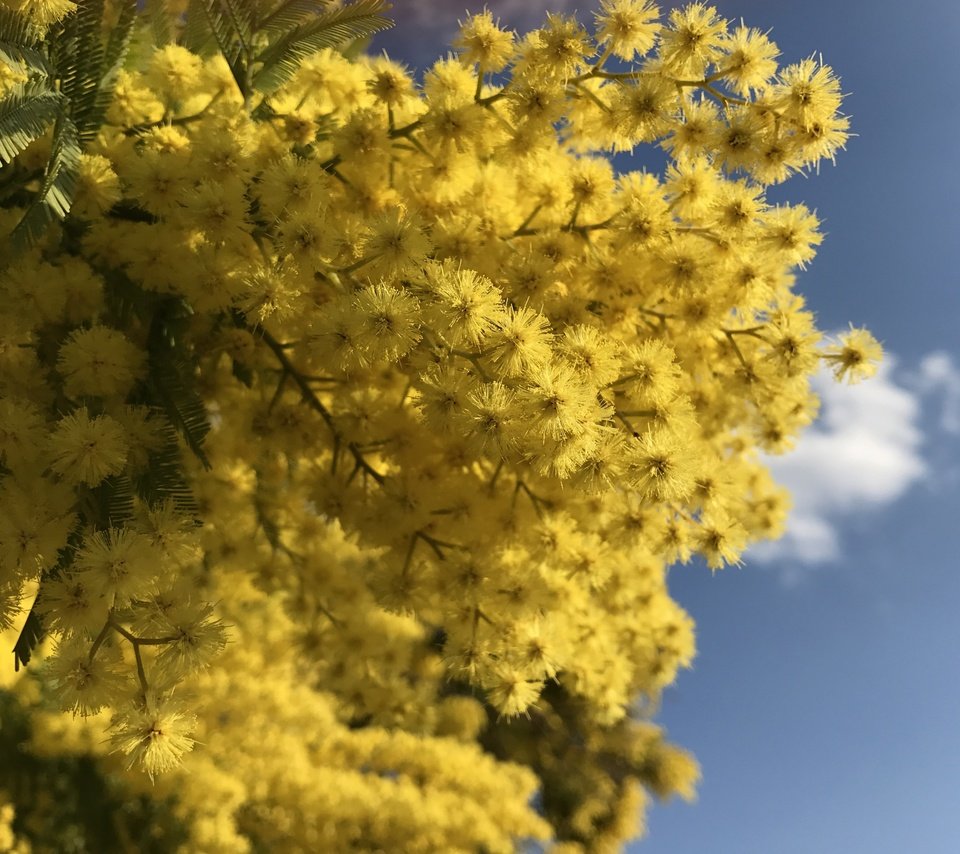 Обои небо, цветы, ветки, весна, мимоза, the sky, flowers, branches, spring, mimosa разрешение 4032x2903 Загрузить