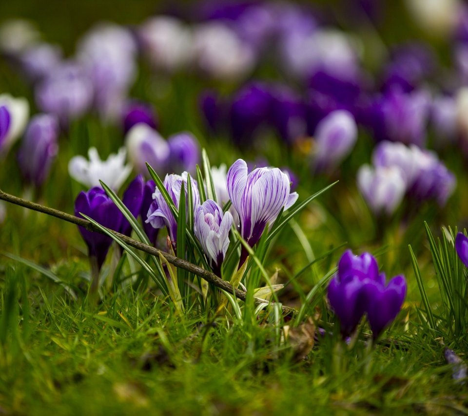 Обои цветы, трава, весна, крокусы, flowers, grass, spring, crocuses разрешение 1920x1280 Загрузить